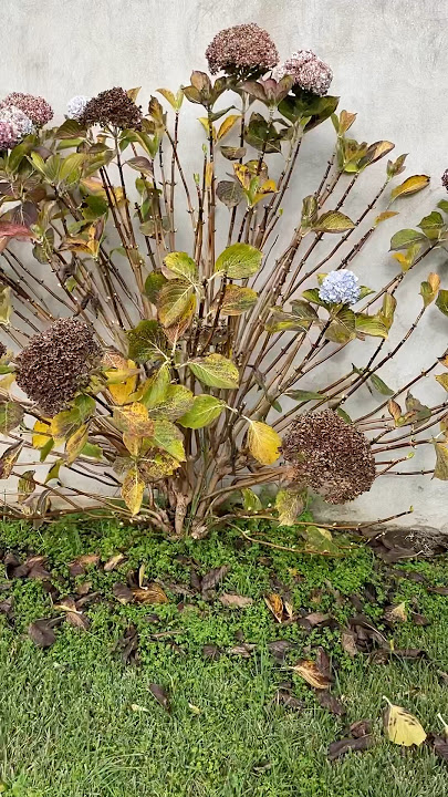 Hortensia en invierno en Bariloche
