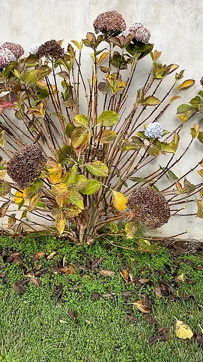 Hortensia en invierno en Bariloche