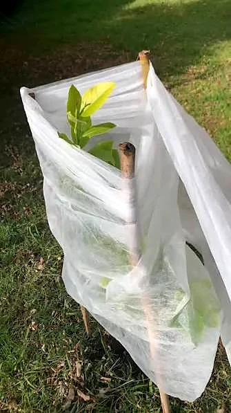 Planta joven protegida con nylon contra las heladas