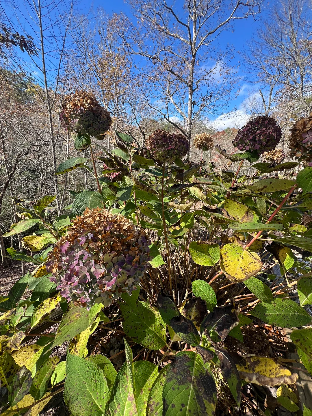 Cómo proteger plantas del frío en Bariloche
