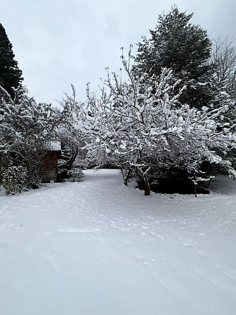 Árboles y arbustos con nieve en Bariloche
