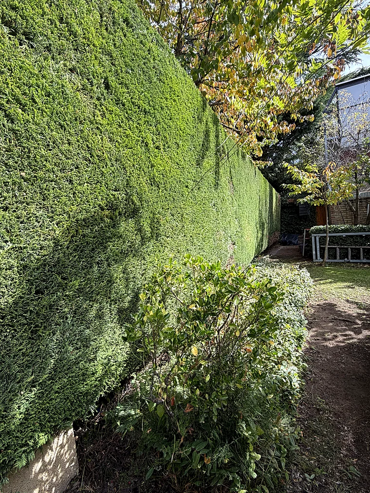 Poda de cerco de enebro